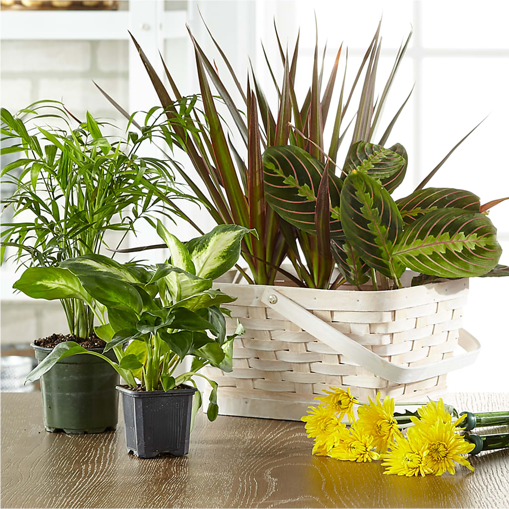 Florist Designed Blooming and Green Plants in a Basket – Fleuriste Boucherville, Boucherville PQ