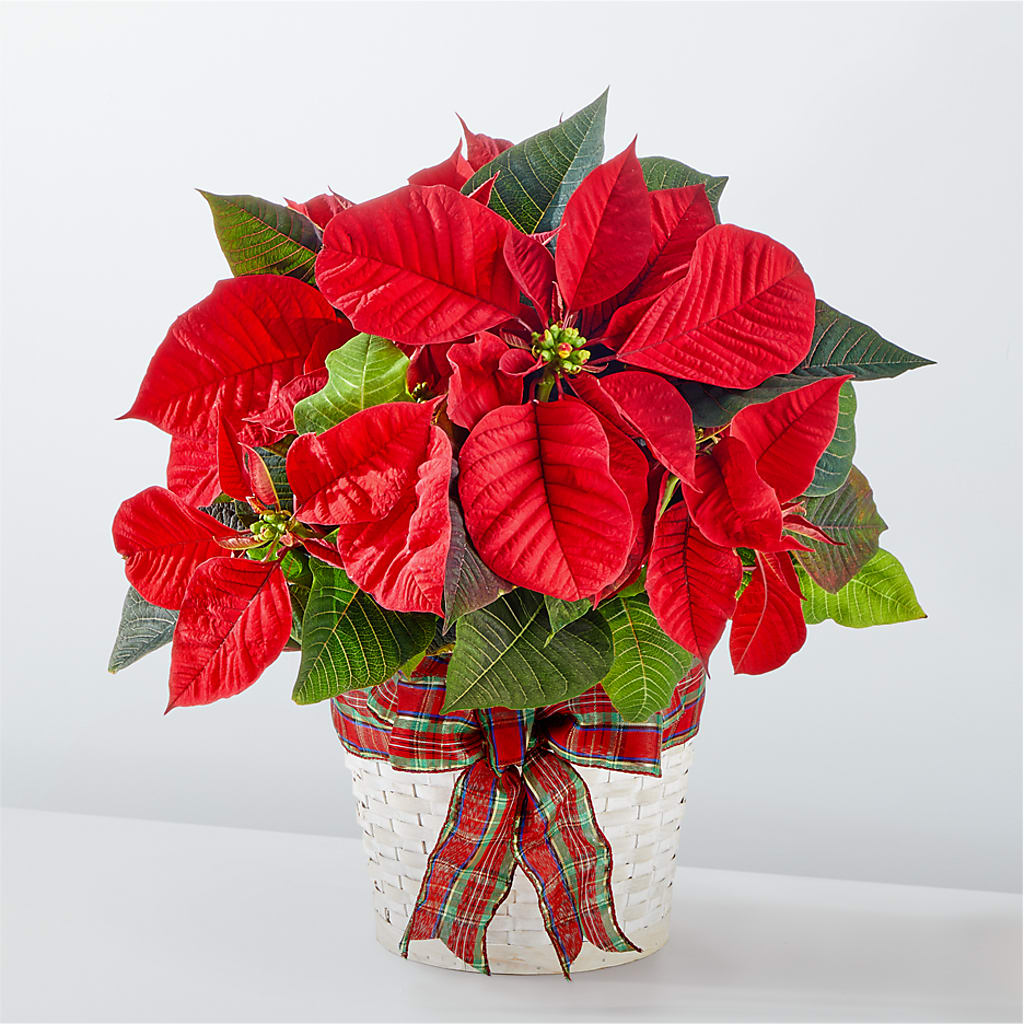 Happiest Holidays Poinsettia – Fleuriste Boucherville, Boucherville PQ