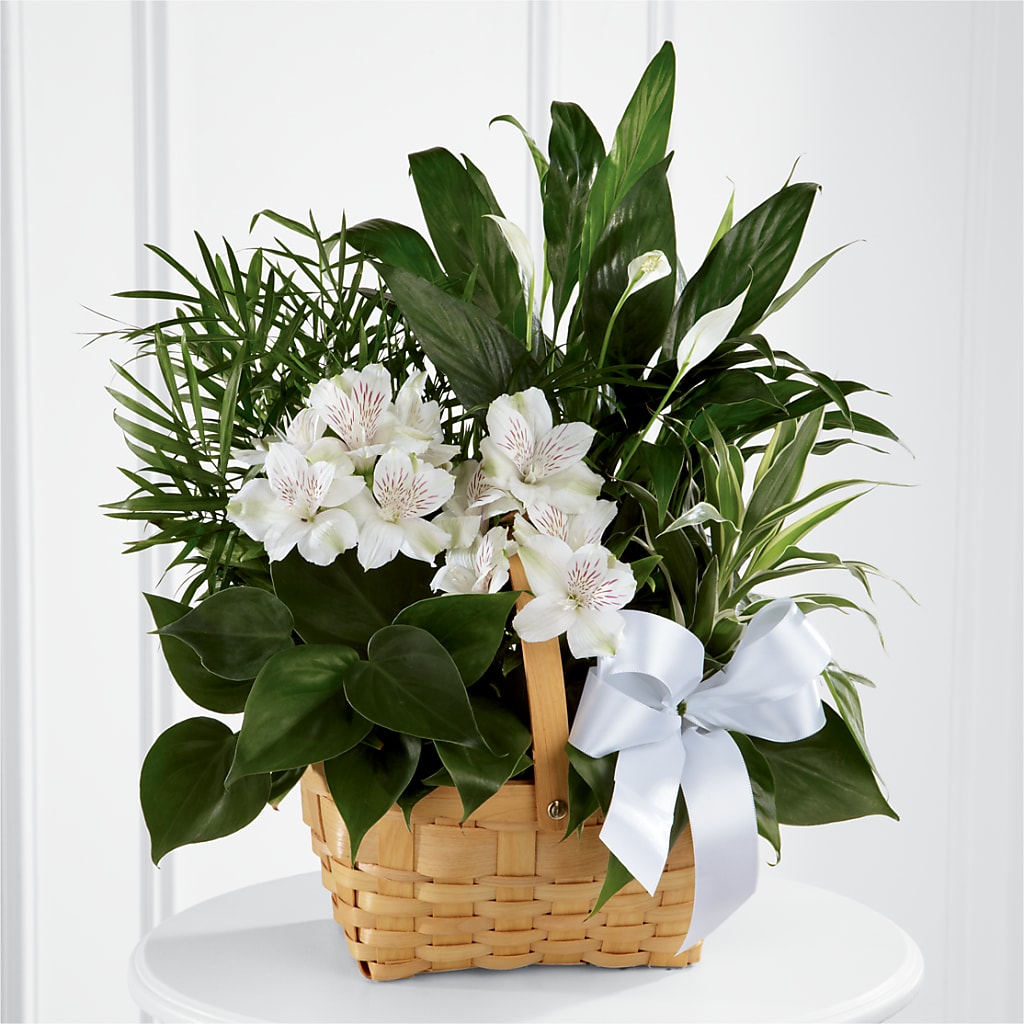 Peace & Serenity Dishgarden – Fleuriste Boucherville, Boucherville PQ