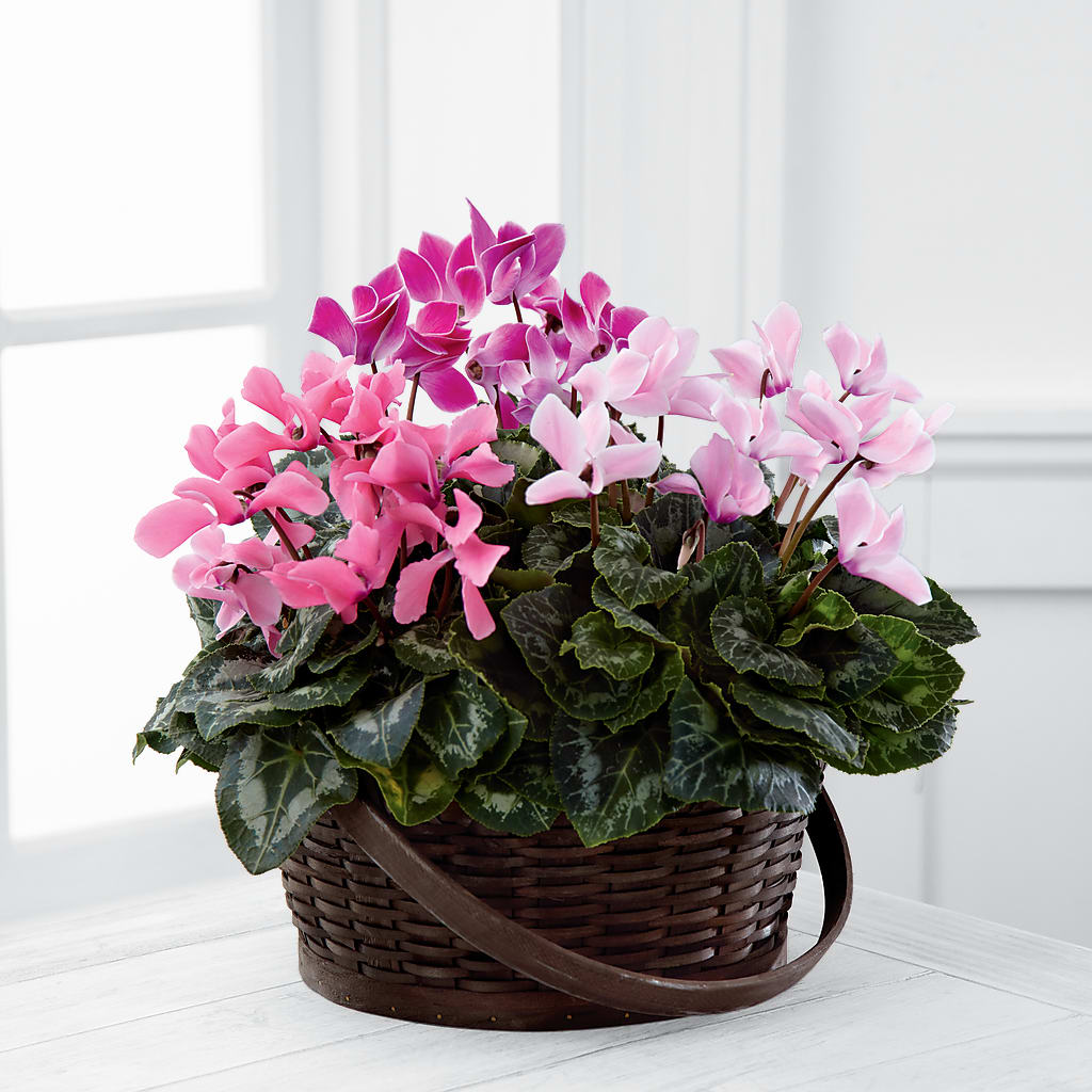 Mixed Cyclamen Planter – Fleuriste Boucherville, Boucherville PQ