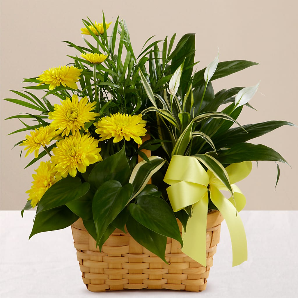 Loving Light Dishgarden – Fleuriste Boucherville, Boucherville PQ