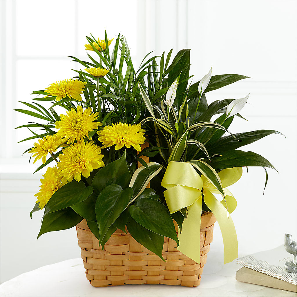 Loving Light Dishgarden – Fleuriste Boucherville, Boucherville PQ