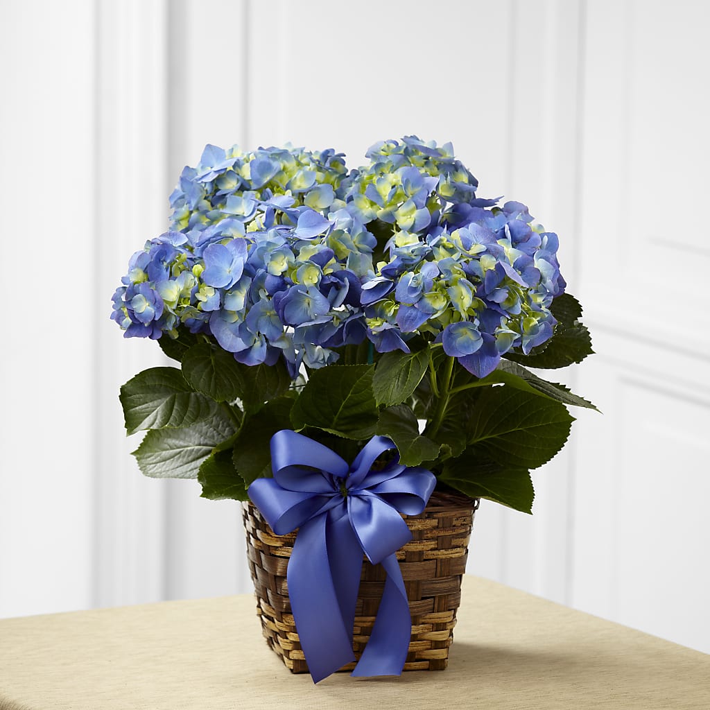 Blue Hydrangea Planter – Fleuriste Boucherville, Boucherville PQ