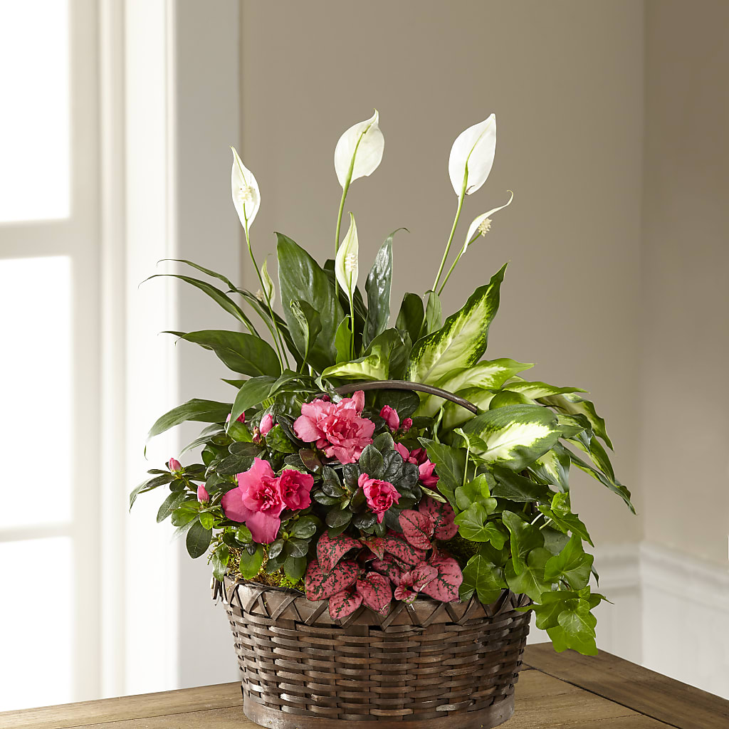 Dream in Pink Dishgarden – Fleuriste Boucherville, Boucherville PQ