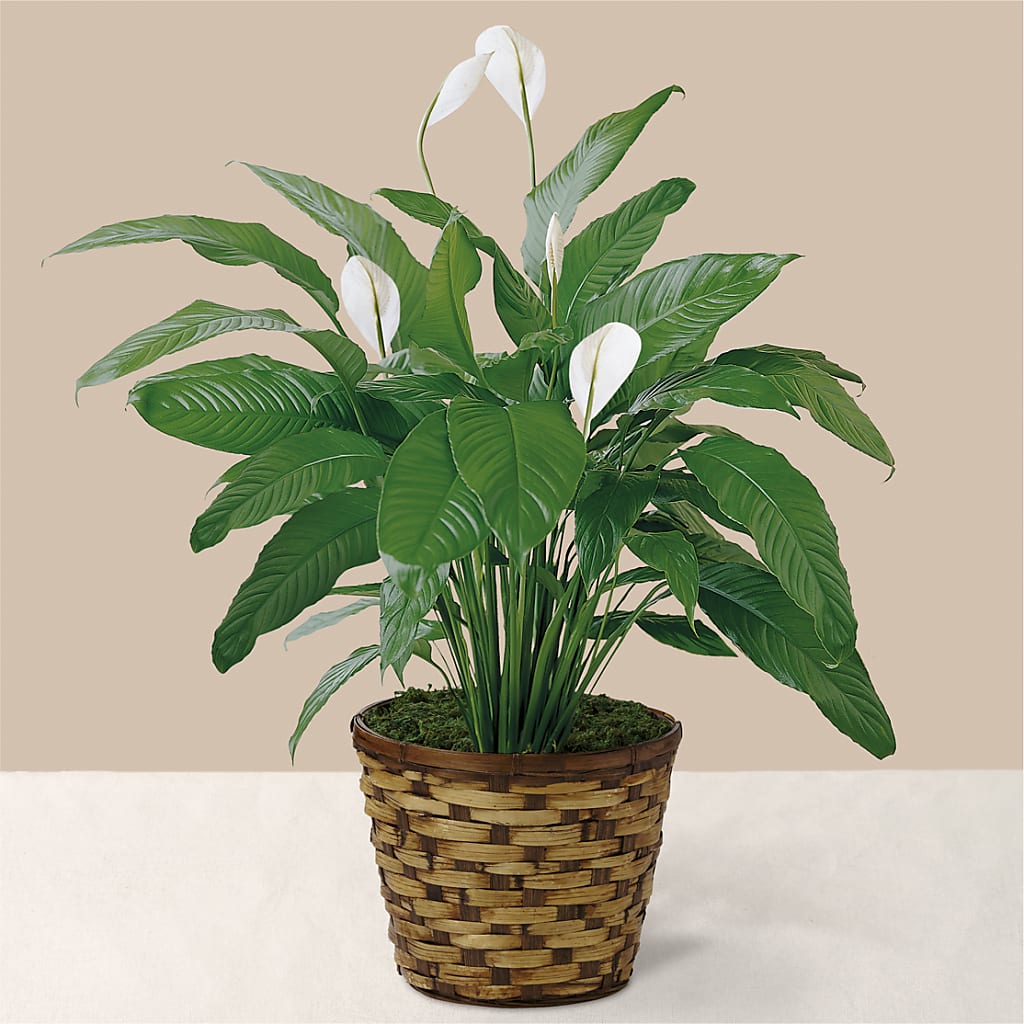 Tranquil Moments Peace Lily Plant – Fleuriste Boucherville, Boucherville PQ