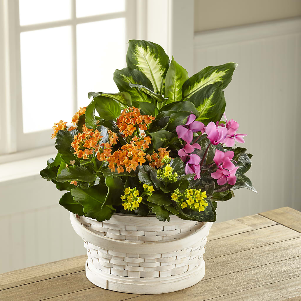 Color Crush Dishgarden – Fleuriste Boucherville, Boucherville PQ