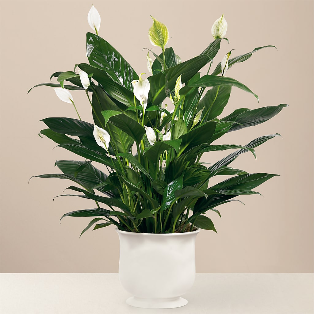 Comfort Planter – Fleuriste Boucherville, Boucherville PQ