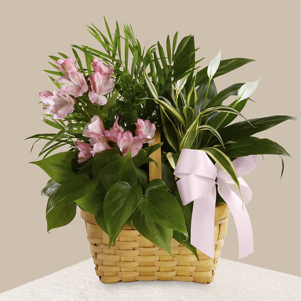Living Spirit Dishgarden – Fleuriste Boucherville, Boucherville PQ