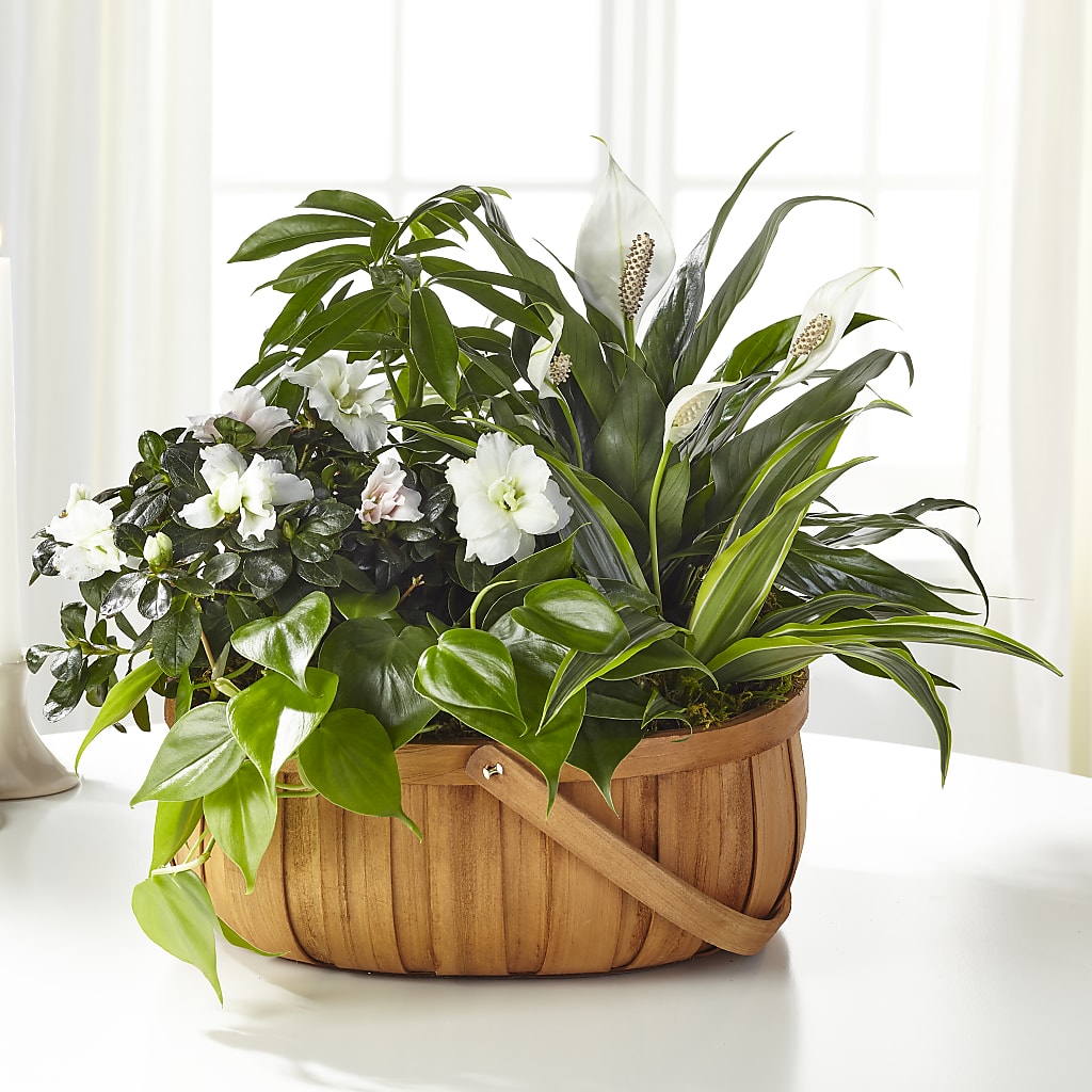 Serene Dishgarden – Fleuriste Boucherville, Boucherville PQ