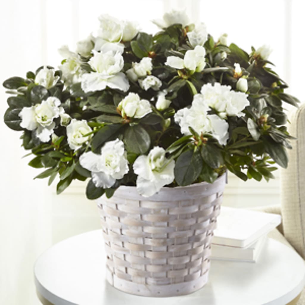 White Azalea Plant – Fleuriste Boucherville, Boucherville PQ