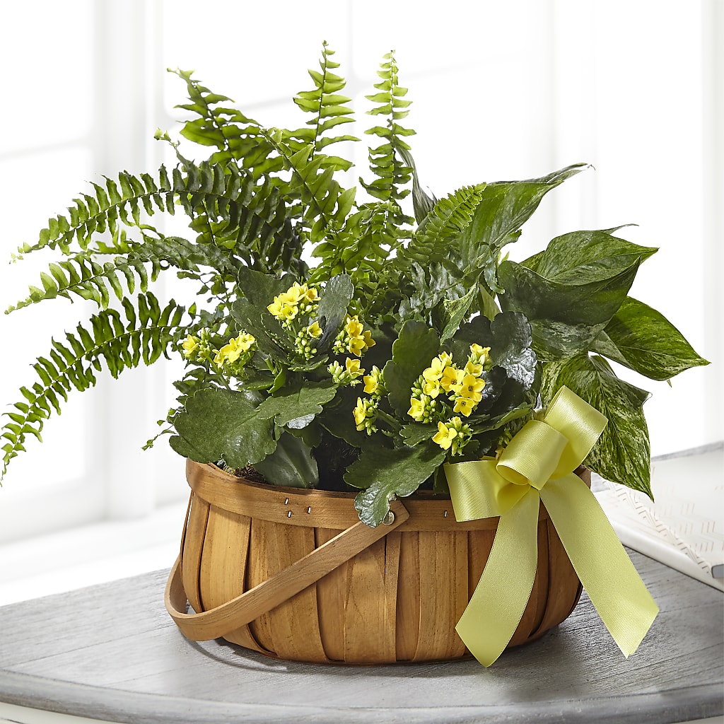 Always Dear Dishgarden – Fleuriste Boucherville, Boucherville PQ