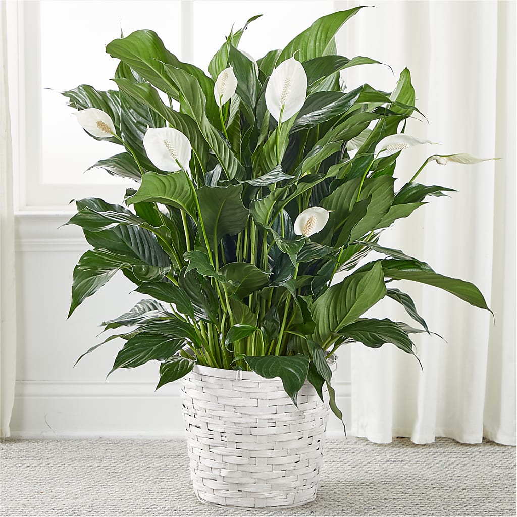A New Leaf Peace Lily – Fleuriste Boucherville, Boucherville PQ
