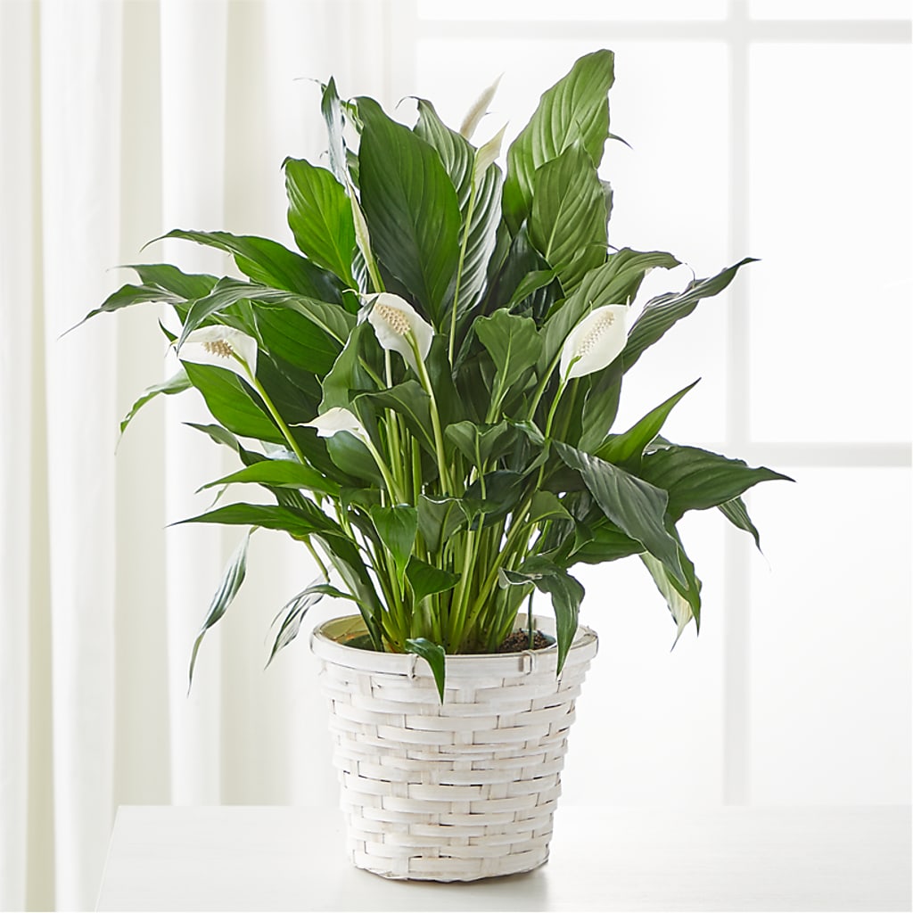 A New Leaf Peace Lily – Fleuriste Boucherville, Boucherville PQ