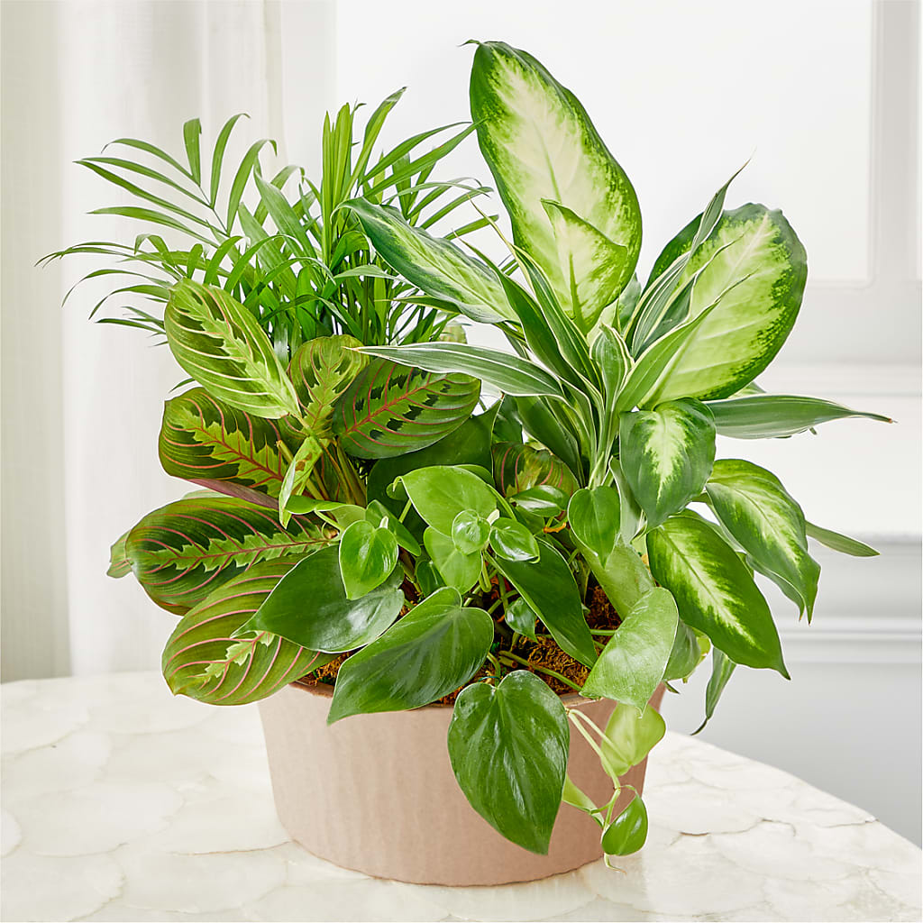Balance & Harmony Dishgarden – Fleuriste Boucherville, Boucherville PQ