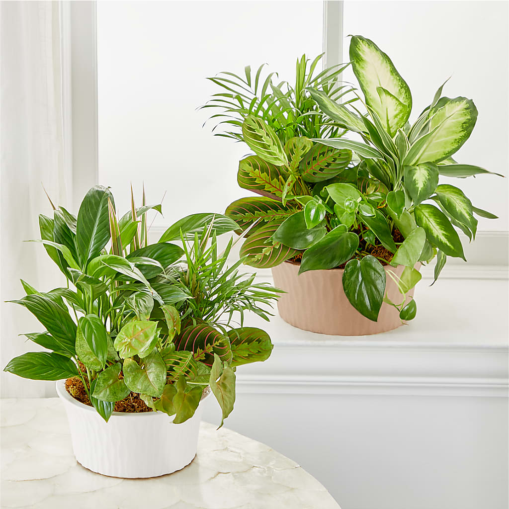 Balance & Harmony Dishgarden – Fleuriste Boucherville, Boucherville PQ