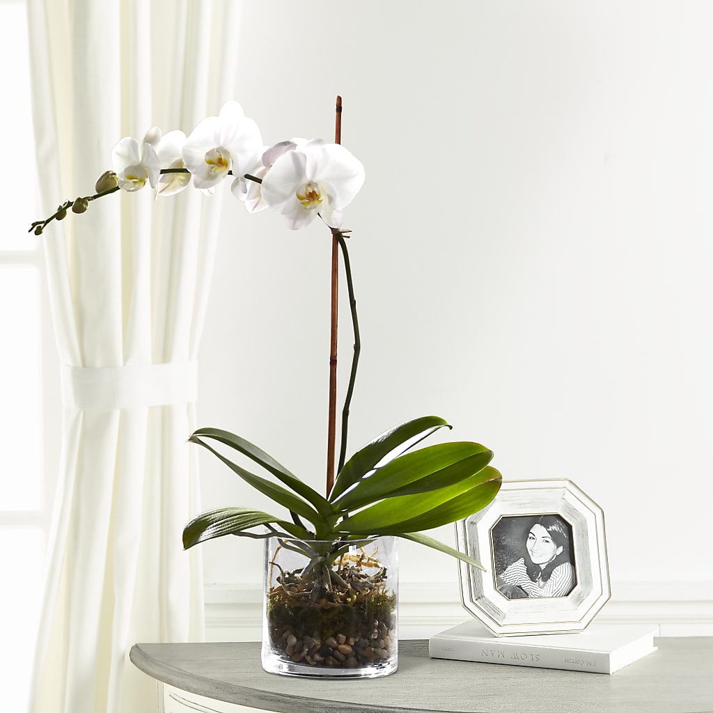White Orchid Planter – Fleuriste Boucherville, Boucherville PQ