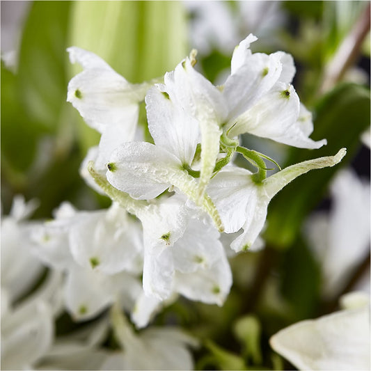 Classic Ivory – A Florist Original – Fleuriste Boucherville, Boucherville PQ