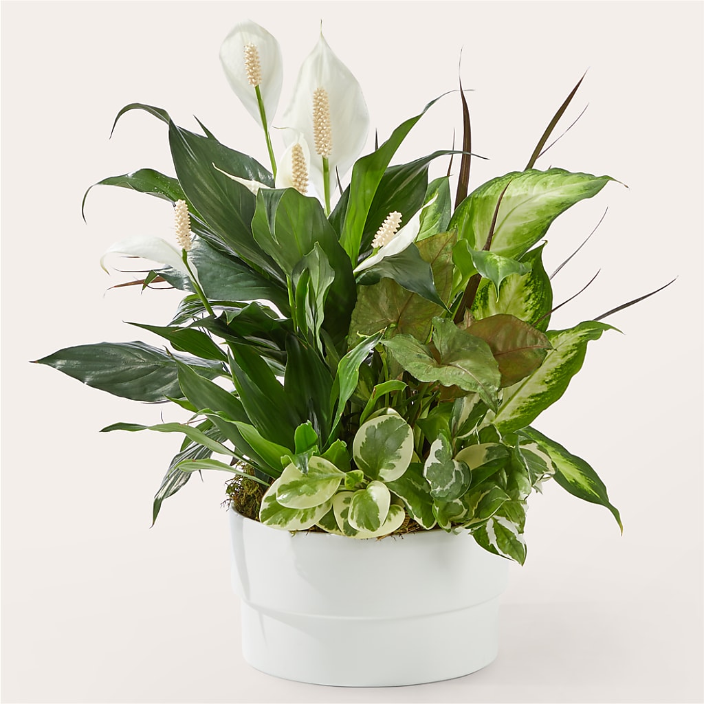 Radiating Positivity Dishgarden – Fleuriste Boucherville, Boucherville PQ