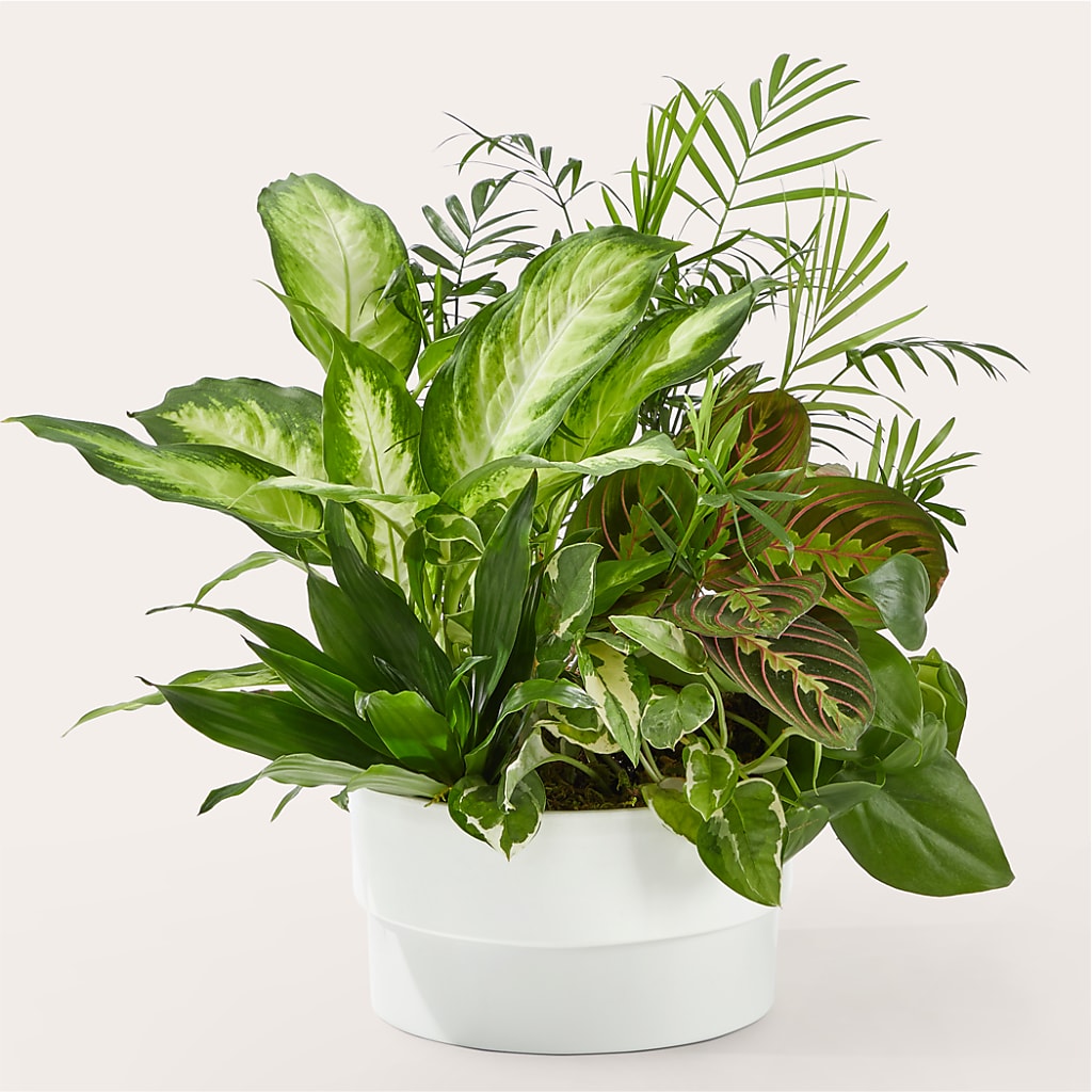 Radiating Positivity Dishgarden – Fleuriste Boucherville, Boucherville PQ