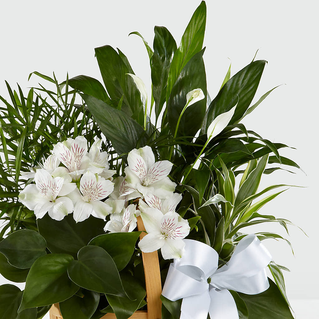 Peace & Serenity Dishgarden –  Fleuriste Boucherville, Boucherville PQ