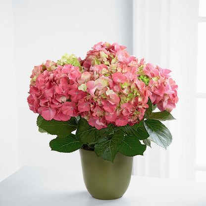 Pink Hydrangea Planter –  Fleuriste Boucherville, Boucherville PQ