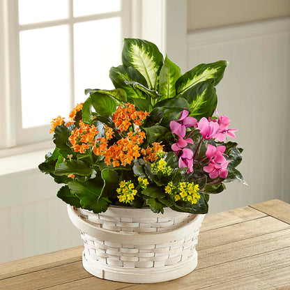 Color Crush Dishgarden –  Fleuriste Boucherville, Boucherville PQ