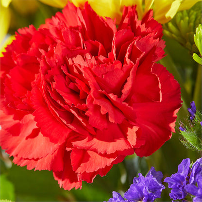 Brighter Days Bouquet –  Fleuriste Boucherville, Boucherville PQ