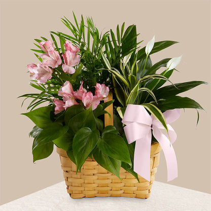 Living Spirit Dishgarden –  Fleuriste Boucherville, Boucherville PQ