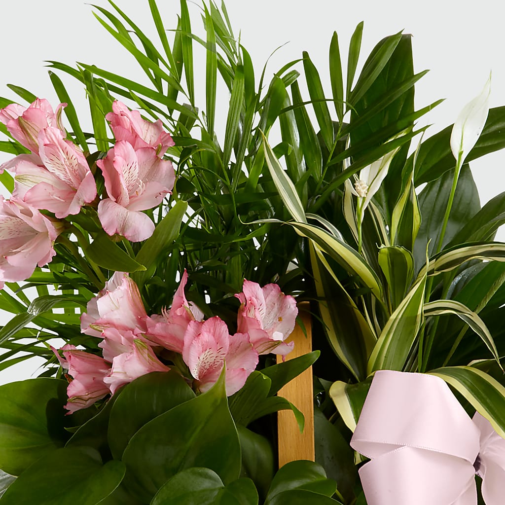 Living Spirit Dishgarden –  Fleuriste Boucherville, Boucherville PQ