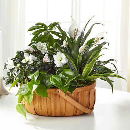 Serene Dishgarden –  Fleuriste Boucherville, Boucherville PQ