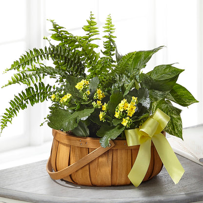 Always Dear Dishgarden –  Fleuriste Boucherville, Boucherville PQ