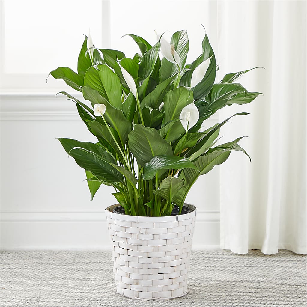 A New Leaf Peace Lily –  Fleuriste Boucherville, Boucherville PQ