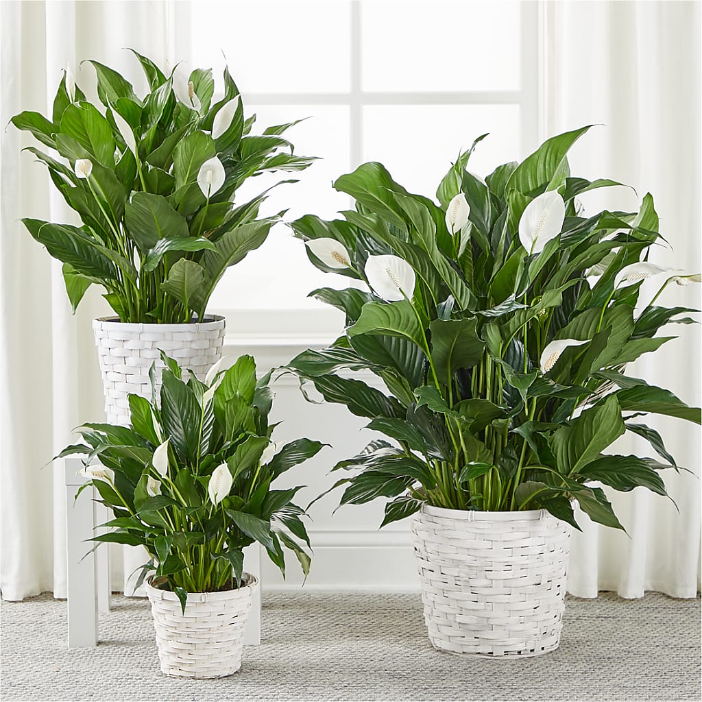 A New Leaf Peace Lily –  Fleuriste Boucherville, Boucherville PQ