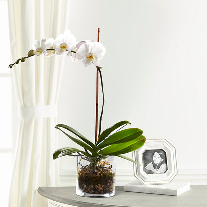 White Orchid Planter –  Fleuriste Boucherville, Boucherville PQ